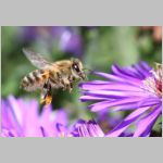 Apis mellifera - Honigbiene 01.jpg